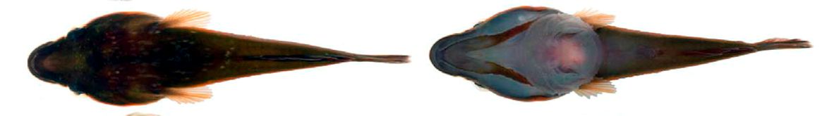 Gouania willdenowi_06